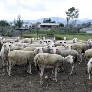 Ευλογιά: Ολοκληρώθηκε η σύσκεψη στο Μαξίμου – Τα επόμενα 24ωρα νεότερη ενημέρωση – 10 ερωτήσεις και απαντήσεις για τους εμβολιασμούς