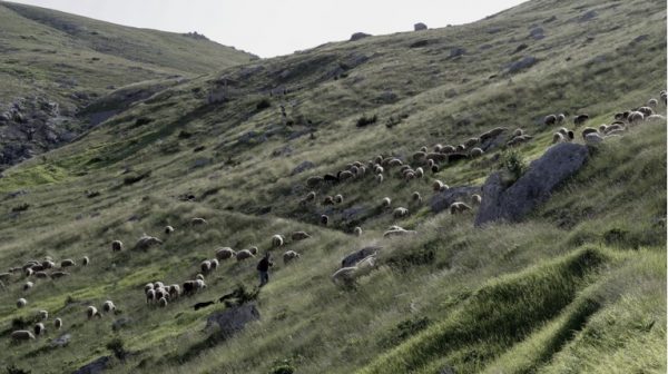 Ευλογιά των αιγοπροβάτων: Κρούσματα και στην Κεφαλονιά – Δεν τηρήθηκαν οι προβλεπόμενες υγειονομικές διαδικασίες ταφής