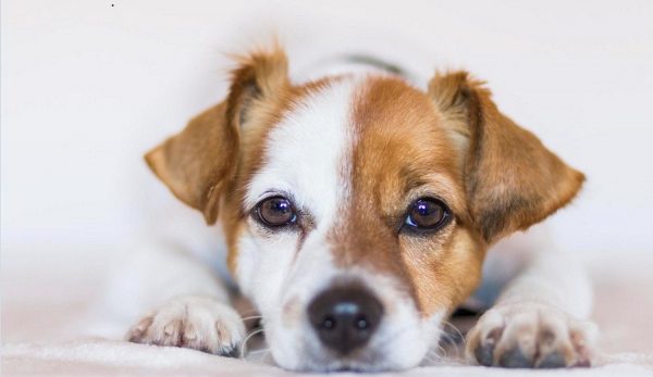 Φιλοζωικός Σύλλογος: Ελάτε σήμερα στον Άγιο Λουκά να γνωρίσετε αξιαγάπητα κουταβάκια και γατάκια!