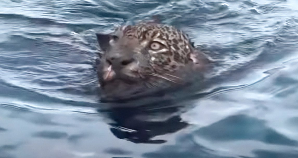 Συγκινητική διάσωση τραυματισμένου τζάγκουαρ που πάλευε για τη ζωή του σε ποτάμι στη Βραζιλία (ΒΙΝΤΕΟ)