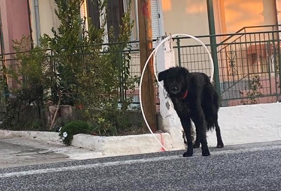 Μήπως αναζητάτε τον σκύλο της φωτογραφίας;