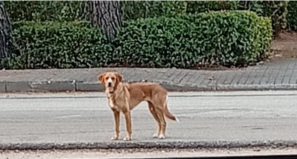 Βρέθηκε σκυλάκος της φωτογραφίας - Μήπως τον ψάχνετε;