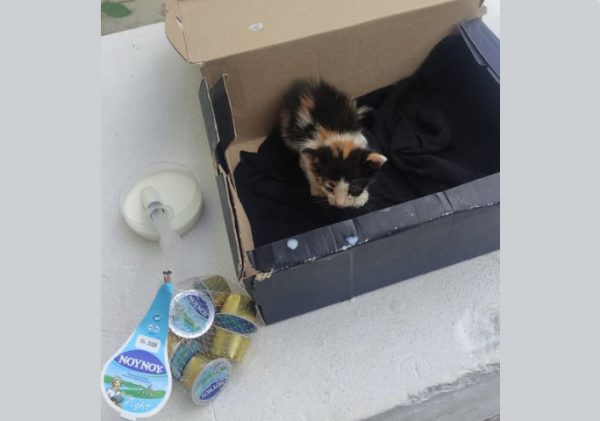 Μήπως θέλετε να υιοθετήσετε τη μικρούλα γατούλα "Νουνού";