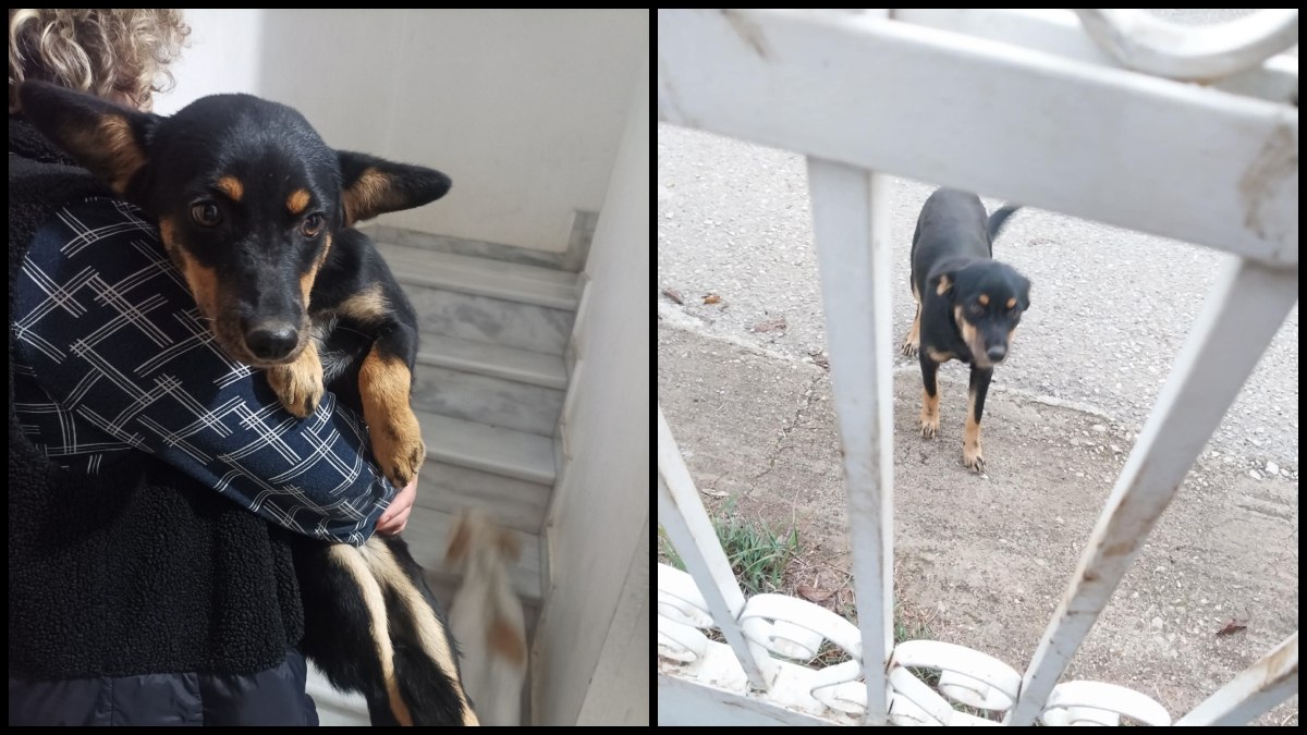 Μήπως αναζητάτε τη σκυλίτσα της φωτογραφίας;