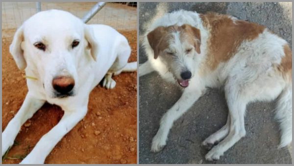 Εξαφανίστηκαν σκυλάκια από τη ΒΙΠΕ Λαμίας - Βοηθήστε να τα βρούμε!