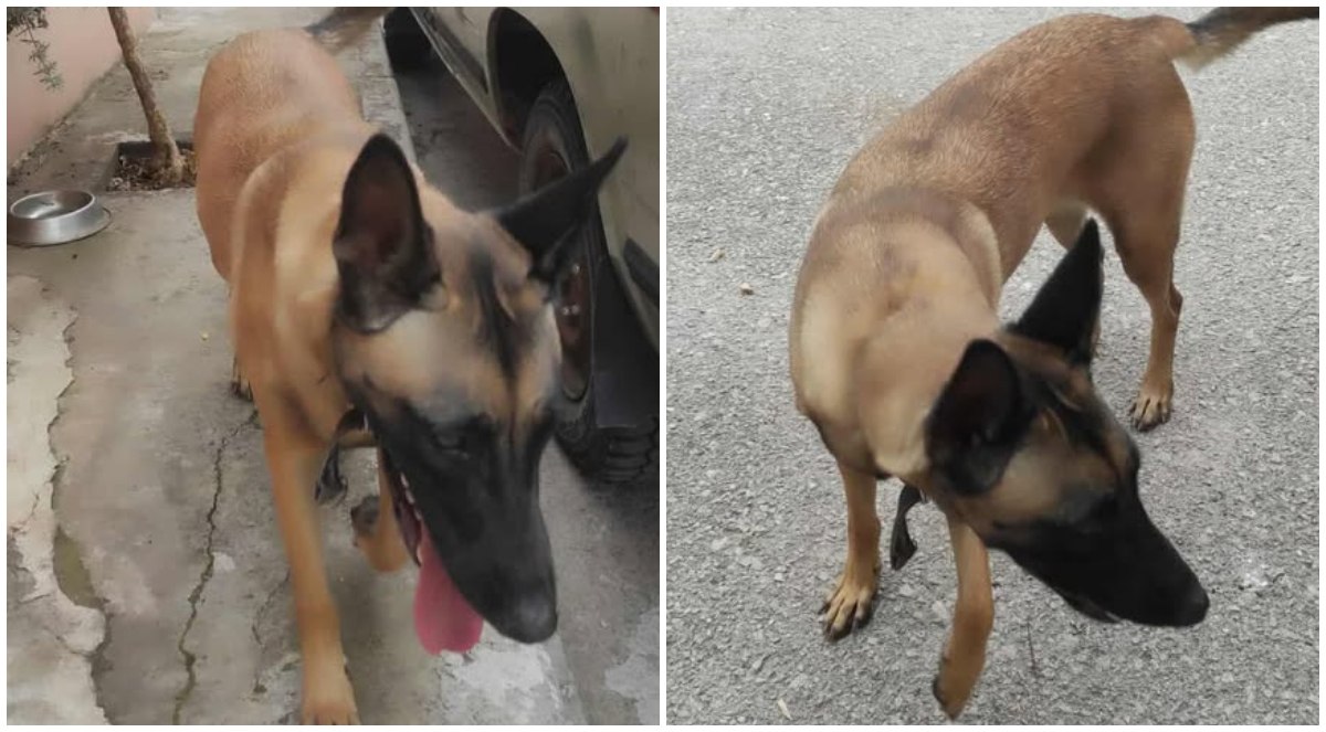 Μήπως αναζητάτε τον σκυλάκο της φωτογραφίας;