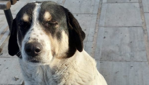 Εύβοια: Πυροβόλησαν και σκότωσαν αδέσποτο σκύλο