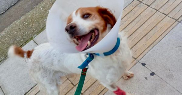 Το σκυλάκι από την Ηλεία τα κατάφερε – Στέκεται ξανά στα πόδια του μετά τη φρίκη