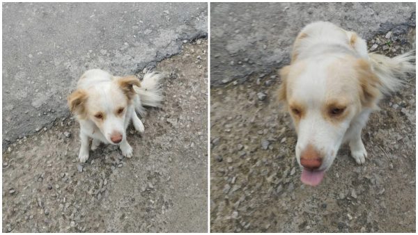 Μήπως αναζητάτε το σκυλάκι της φωτογραφίας;