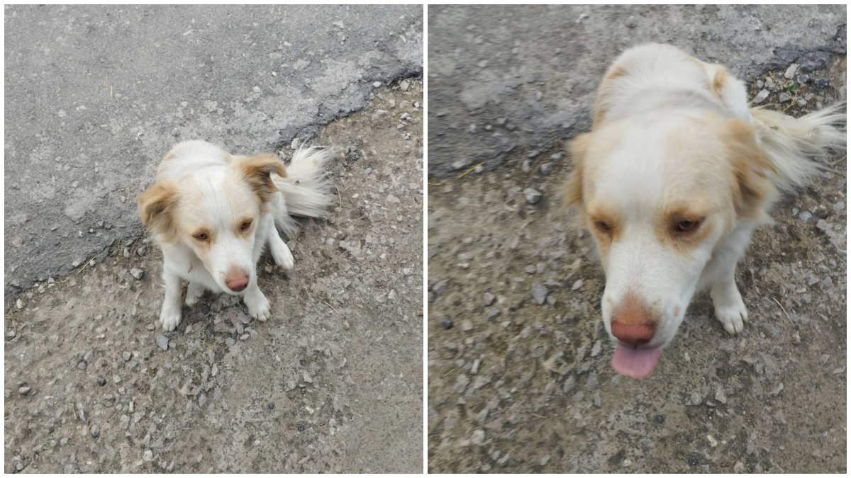 Μήπως αναζητάτε το σκυλάκι της φωτογραφίας;