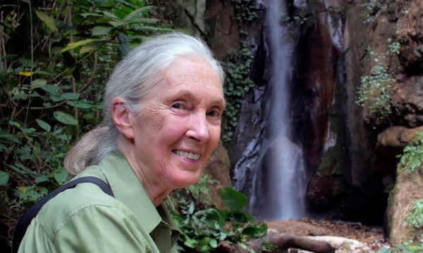 Πέθανε η Τζέιν Γκούντολ σε ηλικία 91 ετών, η μεγάλη επιστήμονας που άλλαξε τον τρόπο που βλέπουμε τους χιμπατζήδες