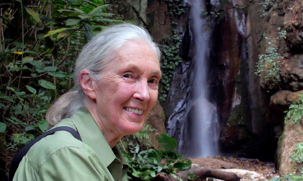 Πέθανε η Τζέιν Γκούντολ σε ηλικία 91 ετών, η μεγάλη επιστήμονας που άλλαξε τον τρόπο που βλέπουμε τους χιμπατζήδες