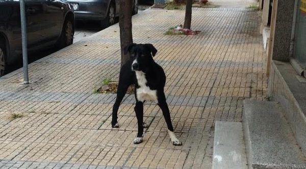 Χάθηκε το σκυλάκι της φωτογραφίας-Μήπως το ψάχνετε;