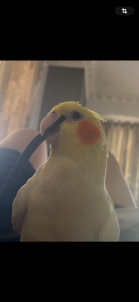 Χάθηκε παπαγαλάκι στα Καλύβια - Μήπως το είδατε;