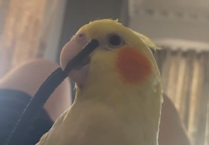 Χάθηκε παπαγαλάκι στα Καλύβια - Μήπως το είδατε;