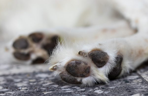 Επικήρυξαν τον δράστη που κακοποίησε σεξουαλικά τον σκύλο στην Ηλεία - «Το έσκασε από το κτήμα» λέει ο ιδιοκτήτης του