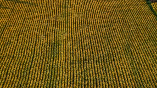 ΟΠΕΚΕΠΕ: Dj, σερβιτόρος και οικοδόμος δήλωναν αγρότες – Οι δύο αρχηγοί του κυκλώματος με τις παράνομες επιδοτήσεις