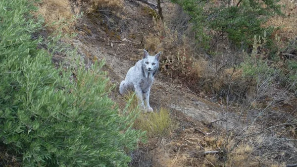 Ένα «μυθικό» αιλουροειδές φωτογραφήθηκε για πρώτη φορά στην Ισπανία - Ο Ιβηρικός λευκός λύγκας και οι προσπάθειες να μην εξαφανιστεί