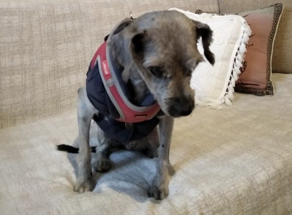 Χάθηκε σκυλίτσα - Βοηθήστε να τη βρούμε