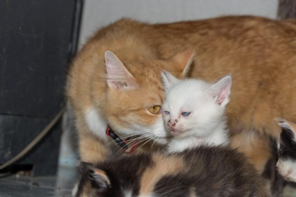 Ανήκουστο: Ζευγάρι στον Εύοσμο Θεσσαλονίκης εξέτρεφε 50 και πλέον γάτες για να τις... φάει