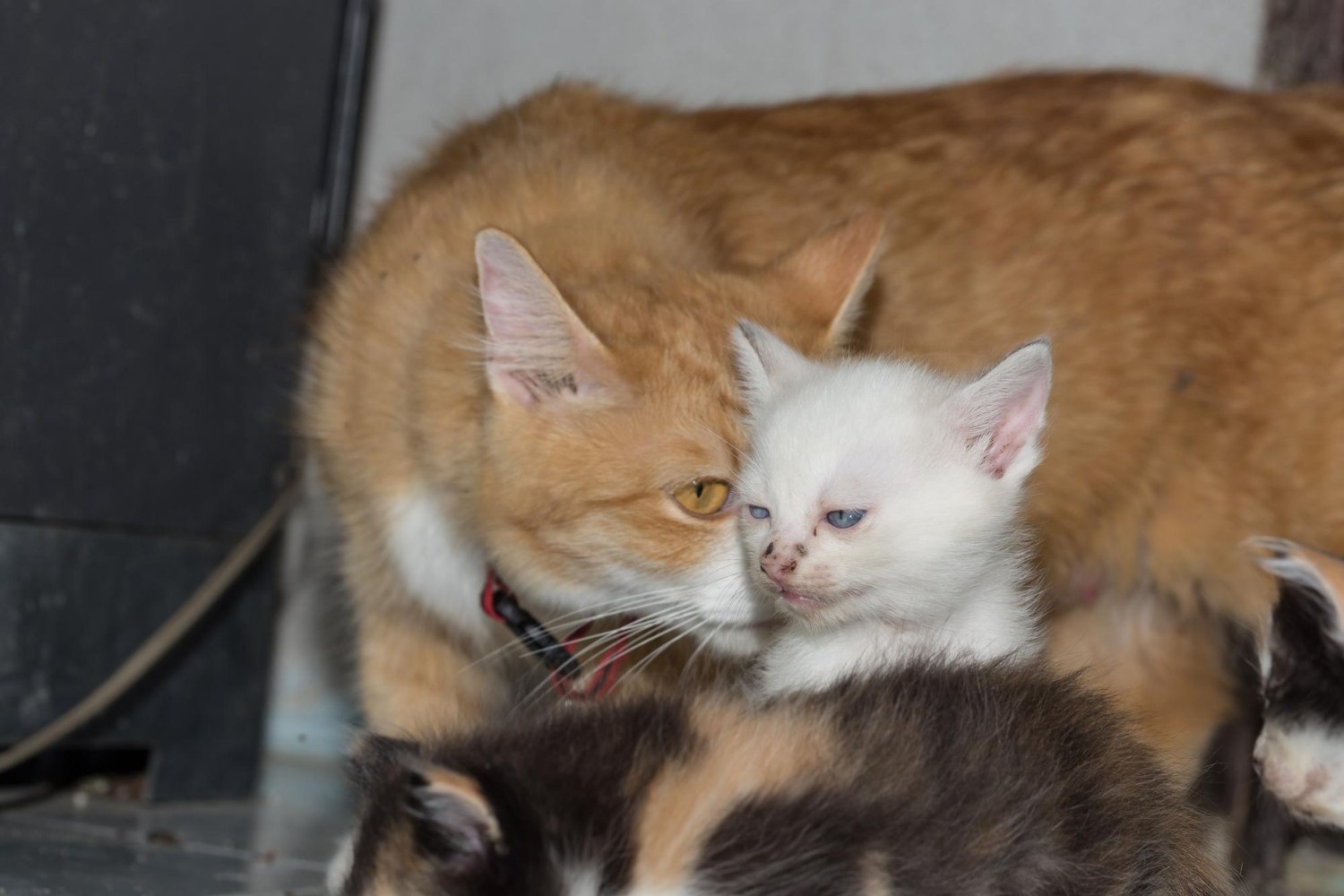 Ανήκουστο: Ζευγάρι στον Εύοσμο Θεσσαλονίκης εξέτρεφε 50 και πλέον γάτες για να τις... φάει