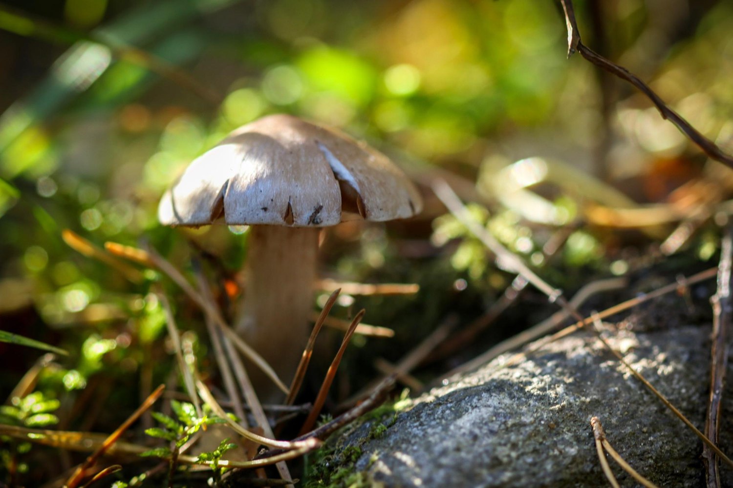 «Τα δηλητηριώδη μανιτάρια τα μάζεψε κοντά στο σπίτι μας» λέει ο γιος του ζευγαριού που θα μεταφερθεί για μεταμόσχευση στην Ιταλία