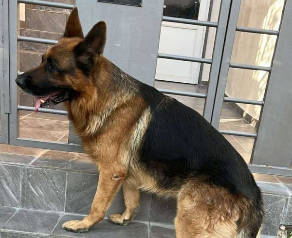 Βρέθηκε σκύλος στην Καρπενησίου