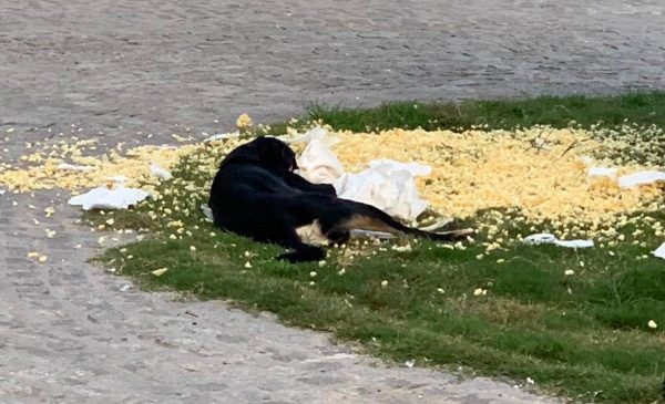 Λαμία: Αδέσποτα σκυλιά προκάλεσαν και πάλι ζημιές σε καφετέρια της πλατείας Πάρκου