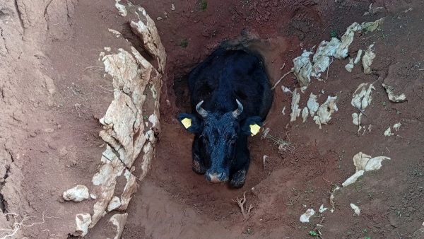 Επιχείρηση της Πυροσβεστικής και του Δήμου Αγράφων για διάσωση αγελάδας που έπεσε σε τρύπα