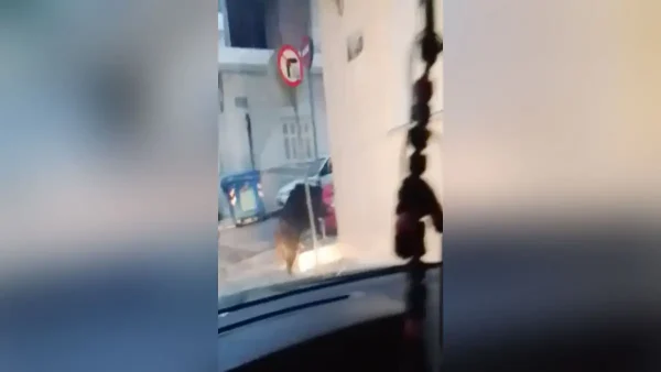 Αγριογούρουνο έκοβε βόλτες στο Περιστέρι