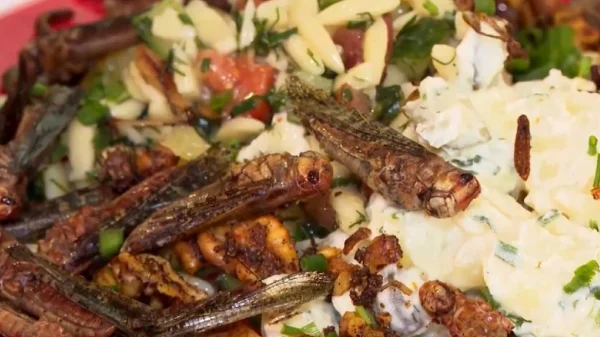 Καφέ που σερβίρει πιάτα... με ακρίδες και σκουλήκια έχει γίνει γαστρονομική τάση στο Μάρμπεργκ της Γερμανίας