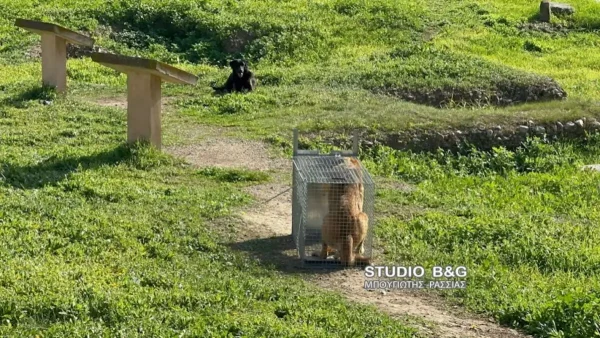 Άργος: Χειρουργήθηκε στο κέφαλι η 17χρονη που δέχτηκε επίθεση από αδέσποτα σκυλιά -Νοσηλεύεται εκτός κινδύνου