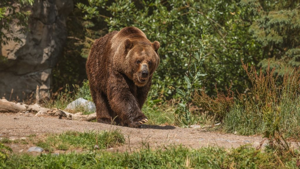 Κτηνωδία στη Δράμα: Σκότωσαν αρκούδα και μετά την αποκεφάλισαν