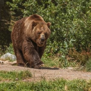 Κτηνωδία στη Δράμα: Σκότωσαν αρκούδα και μετά την αποκεφάλισαν