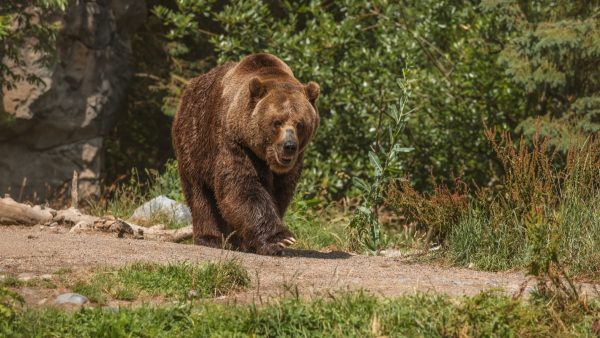 Κτηνωδία στη Δράμα: Σκότωσαν αρκούδα και μετά την αποκεφάλισαν