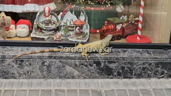 Χανιά: Τεράστιο ιγκουάνα κόβει βόλτες – Σταμάτησε μπροστά σε βιτρίνα με χριστουγεννιάτικα