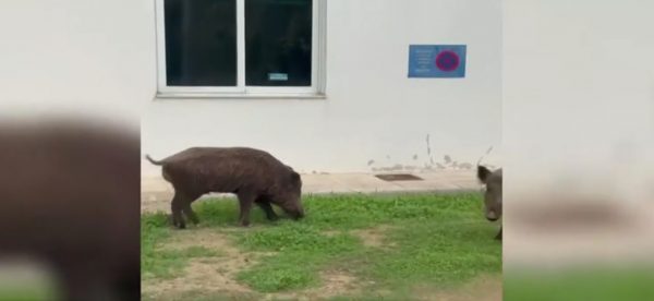 Αγριογούρουνα μπήκαν στο Δαφνί και έτρωγαν το γκαζόν, ανήσυχοι οι εργαζόμενοι για ασφάλεια και περίφραξη - Δείτε βίντεο