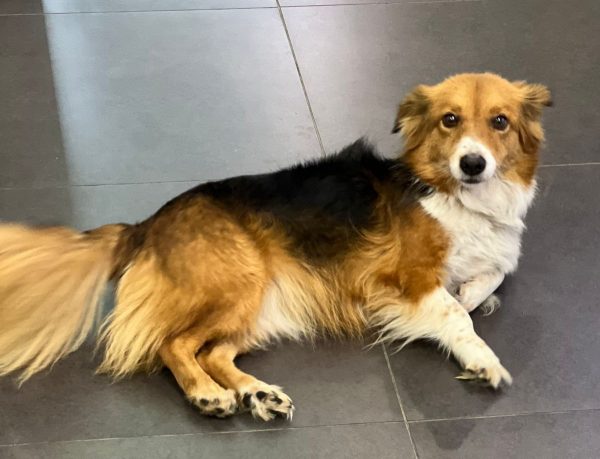 Το σκυλάκι της φωτογραφίας κυκλοφορεί στο κέντρο!