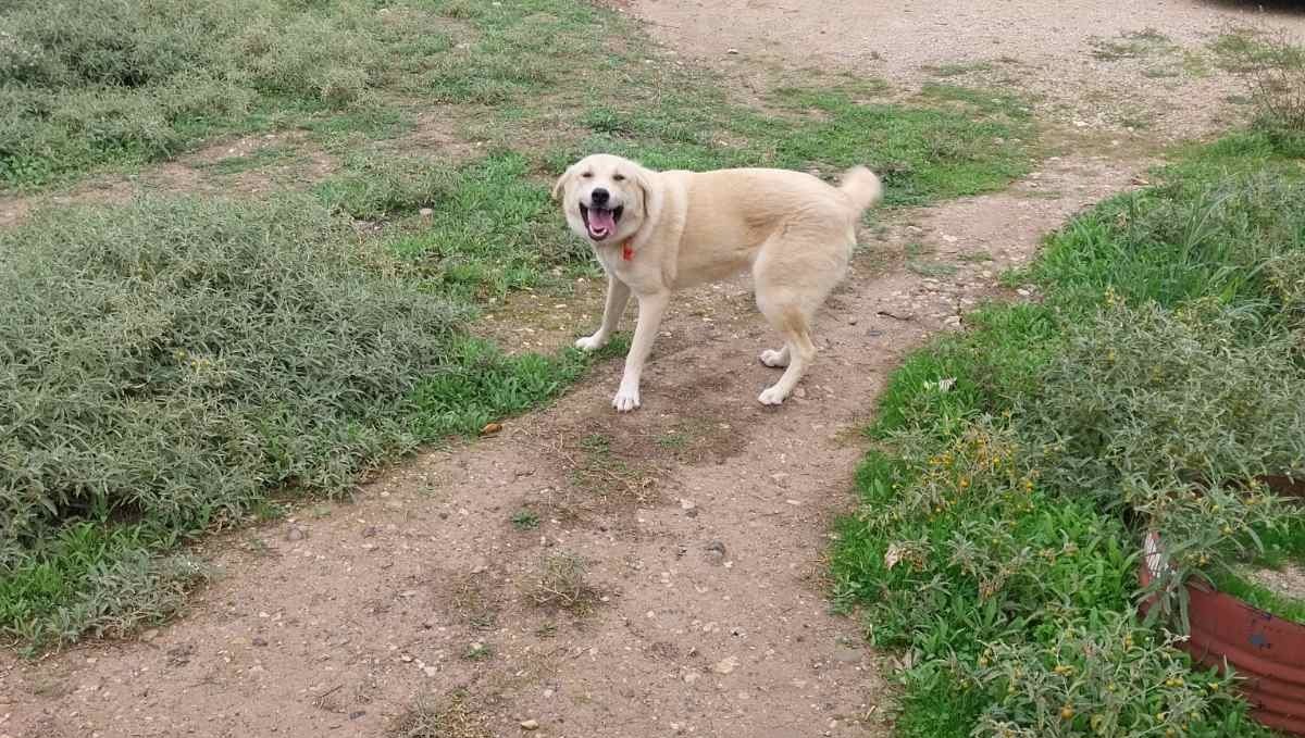 Μήπως ψάχνετε τον σκύλο της φωτογραφίας;