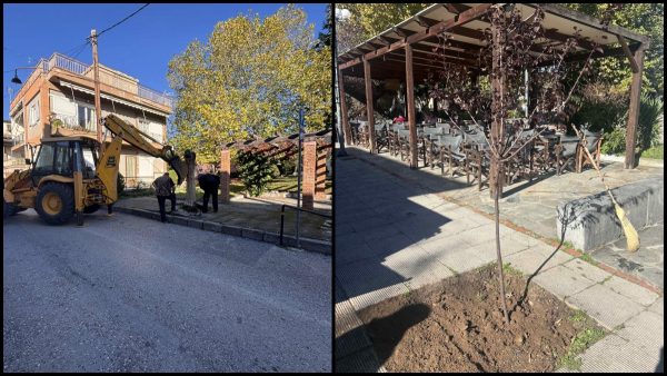Κοπή ξερών δέντρων στην Ελάτεια και αντικατάστασή τους (ΦΩΤΟ)