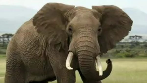 Ινδονησία: Ελέφαντας επιτέθηκε σε σπίτι οικογένειας και ποδοπάτησε 8χρονο κορίτσι