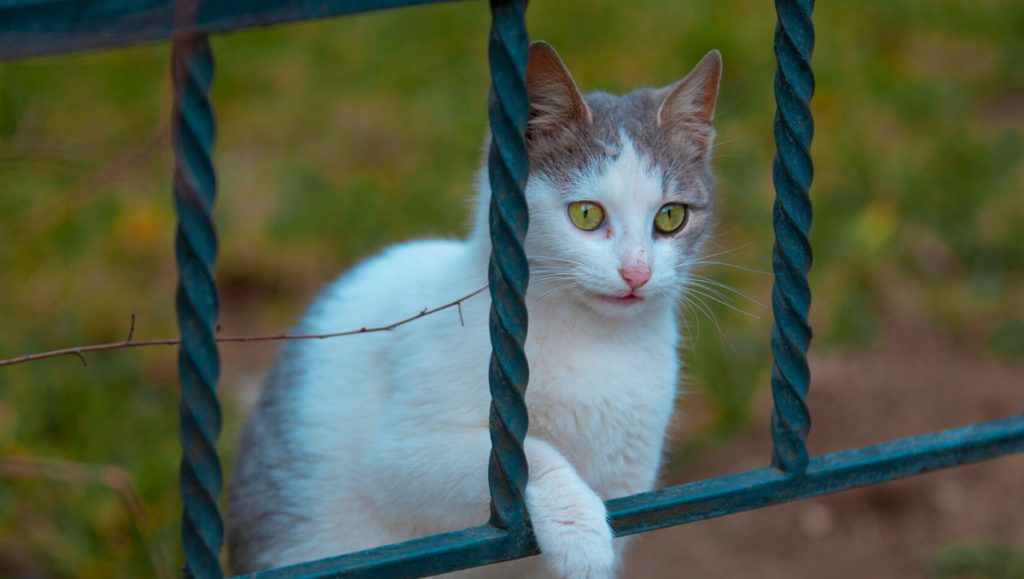 Τιμωρήθηκε με πρόστιμο 1.250 ευρώ επειδή η γάτα της επισκεπτόταν συνεχώς τον γείτονα