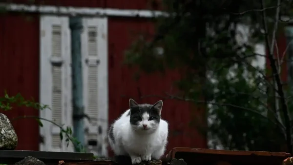 Ινδονησία: Τέλος στο κρέας σκύλου και γάτας – Ιστορική απαγόρευση στην Τζακάρτα