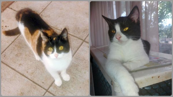 Χαριτωμένα γατάκια αναζητούν μόνιμη στέγη - Μπορείτε να βοηθήσετε;