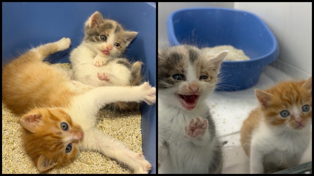 Δύο πανέμορφα γατάκια αναζητούν το παντοτινό τους σπίτι!