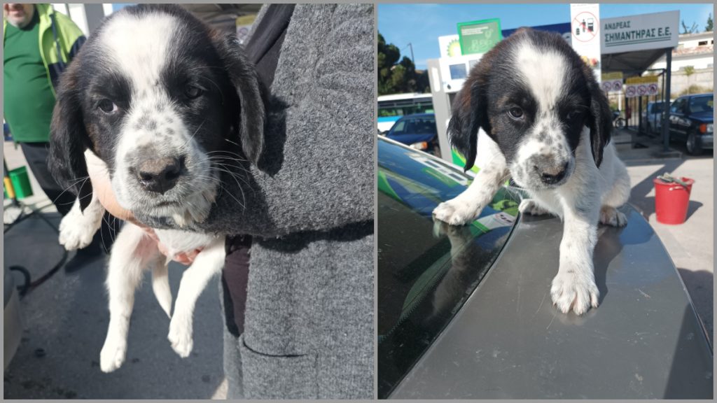 Βρέθηκε κουταβάκι στη Ροδίτσα - Μήπως το αναζητάτε;