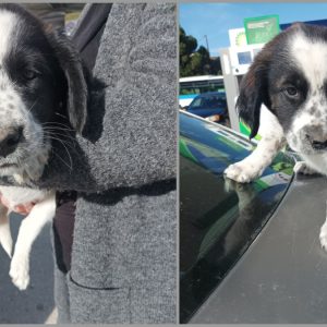 Βρέθηκε κουταβάκι στη Ροδίτσα - Μήπως το αναζητάτε;