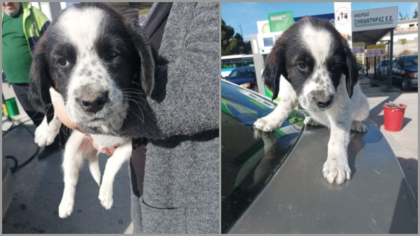 Βρέθηκε κουταβάκι στη Ροδίτσα - Μήπως το αναζητάτε;