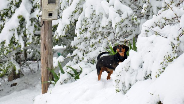 Απαγόρευση θήρας από το Δασαρχείο Λαμίας σε περίοδο δυσμενών καιρικών συνθηκών