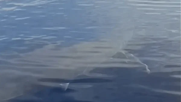 Λευκός καρχαρίας εντοπίστηκε ανοιχτά της Καρπάθου: «Είναι πέντε μέτρα»